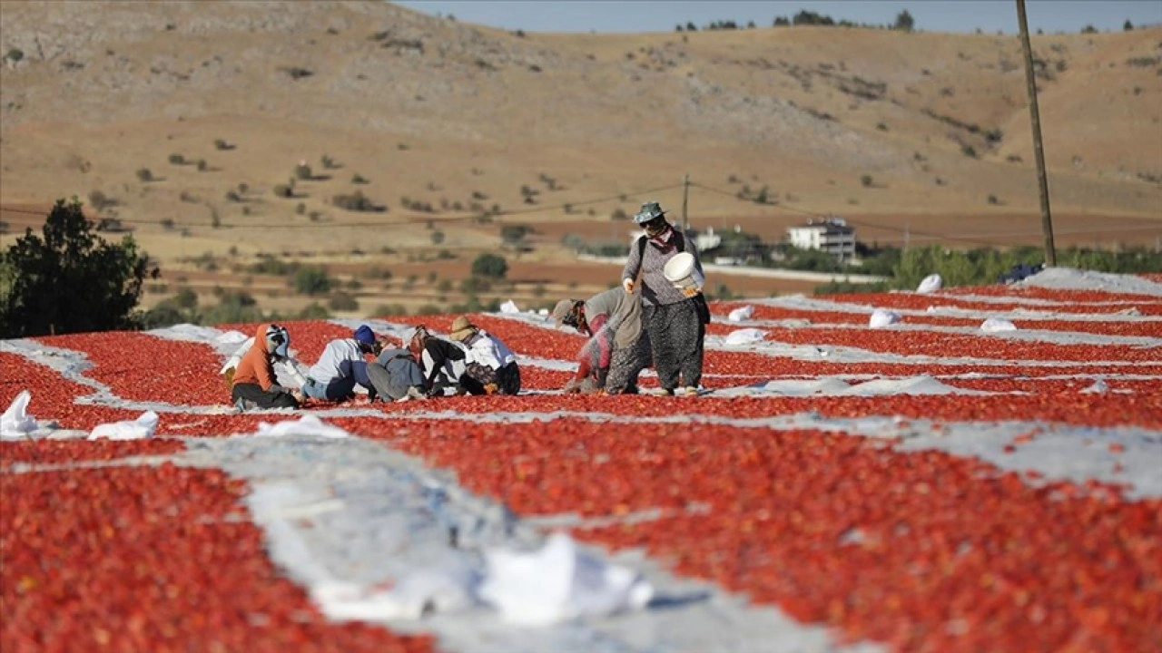 Elazığ'dan ihraç edilen kurutulmuş domates dünya sofralarına lezzet katıyor