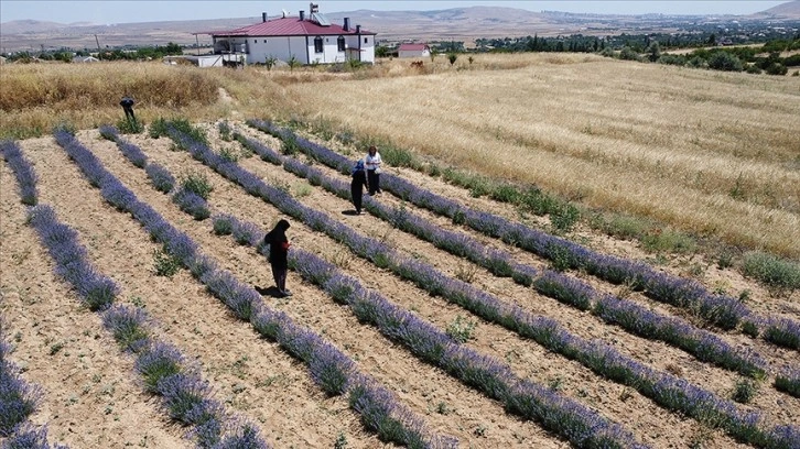 Elazığ'da farklı mesleklerden kadınlar lavanta üretimine başladı