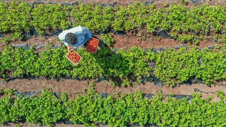 Elazığ'da hasadına başlanan Osmanlı çileği tezgaha inmeden satılıyor