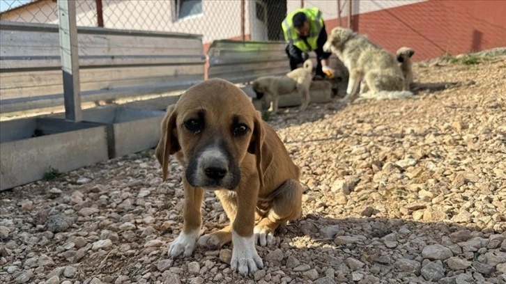 Elazığ'daki bakımevinde 8 yılda 6 bin 18 köpek kısırlaştırıldı