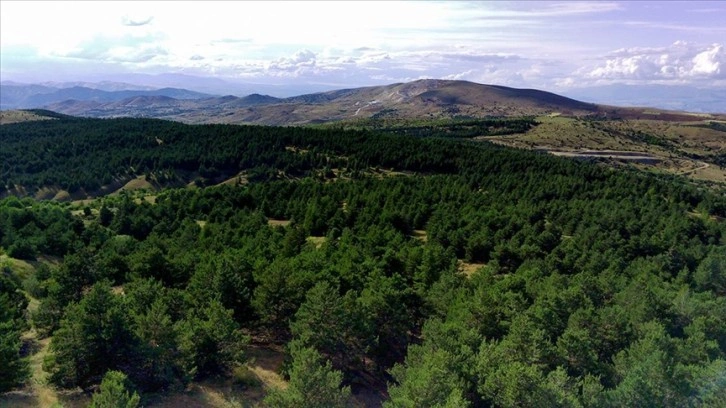 Elazığ'ın orman varlığında 20 yıldaki artış Ağın ilçesinin yüz ölçümünü aştı