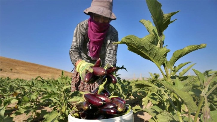 Elazığlı kadınlar ekmeklerini devletin tahsis ettiği arazide kazanıyor