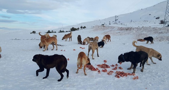 Elmadağı'nın doruğundaki 60 köpeğe ulaşılamıyor