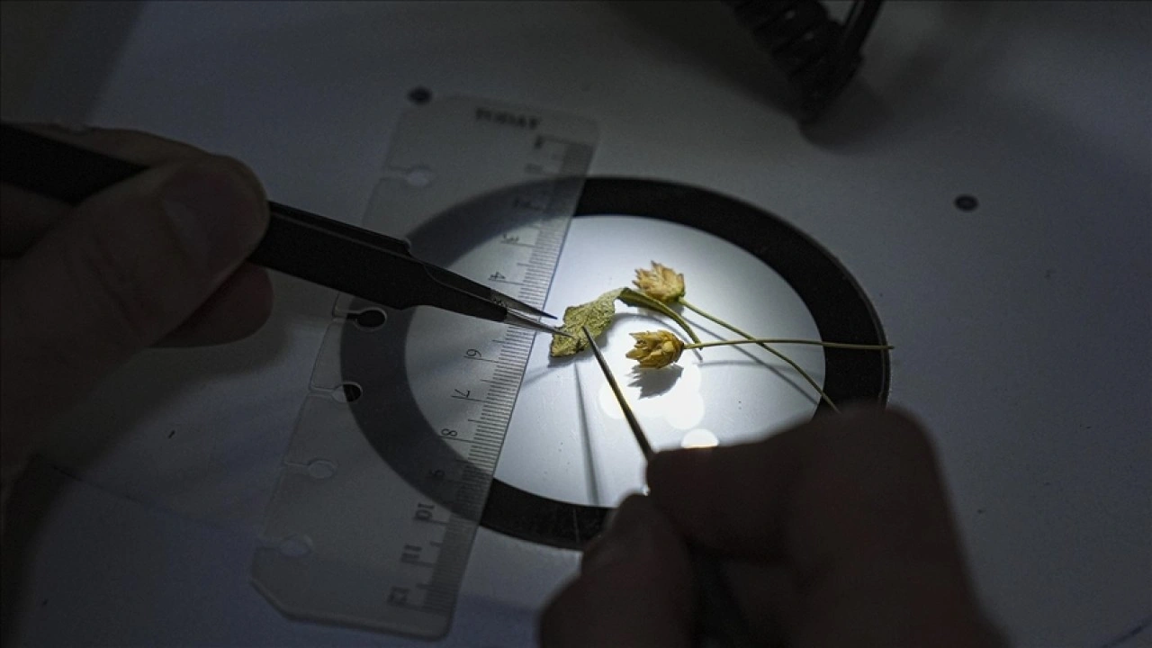 Emekli fen bilgisi &ouml;ğretmeninin dikkati yeni bitki t&uuml;r&uuml;n&uuml;n keşfini sağladı