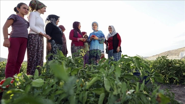 Emine Erdoğan çiftçi kadınlarla tarladan domates topladı, kışlık menemen yaptı