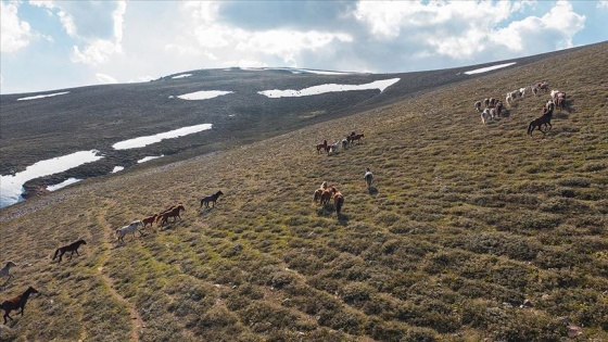 Emir Dağları&#039;ndaki yılkı atları havadan görüntülendi
