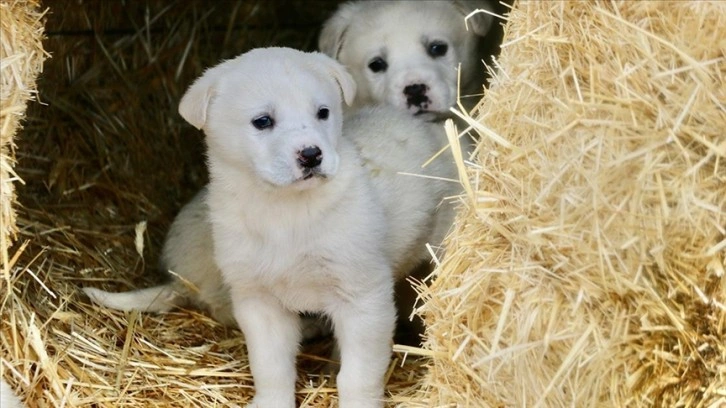 'En iyi sürü bekçi köpeği'nden bu yıl 150 yavru bekleniyor