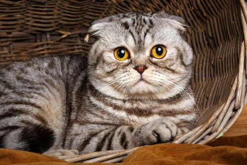 En Popüler ve Güzel Scottish Fold  Hakkında Bilinmesi Gerekenler