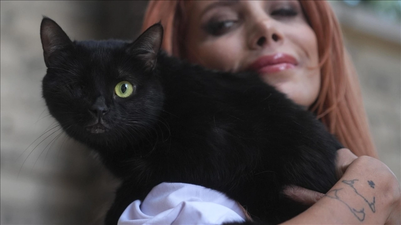 Engelleri aşan kedi "Zeytin" mücadeleyi bırakmıyor