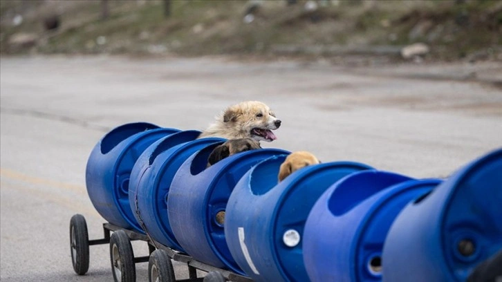 Engelli köpekleri varillerden yaptığı 