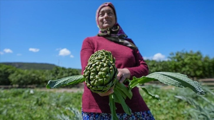 Enginarın üretim üssü İzmir'de üreticinin hasat mesaisi arttı