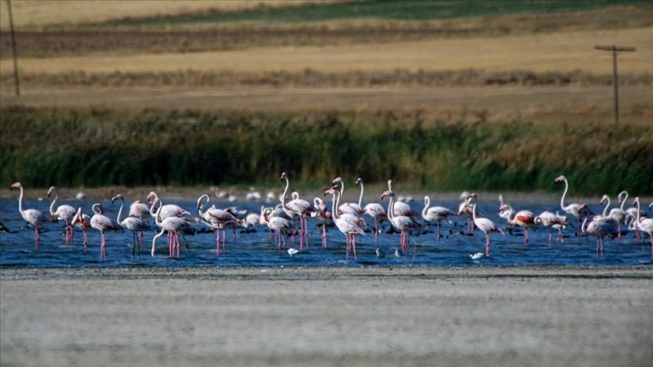 Erçek Gölü göç yolculuğundaki flamingoları ağırlıyor