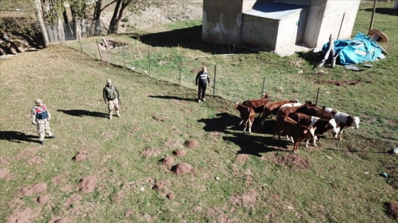 Erzincan'da kaybolan büyükbaş hayvanlar drone yardımıyla bulundu