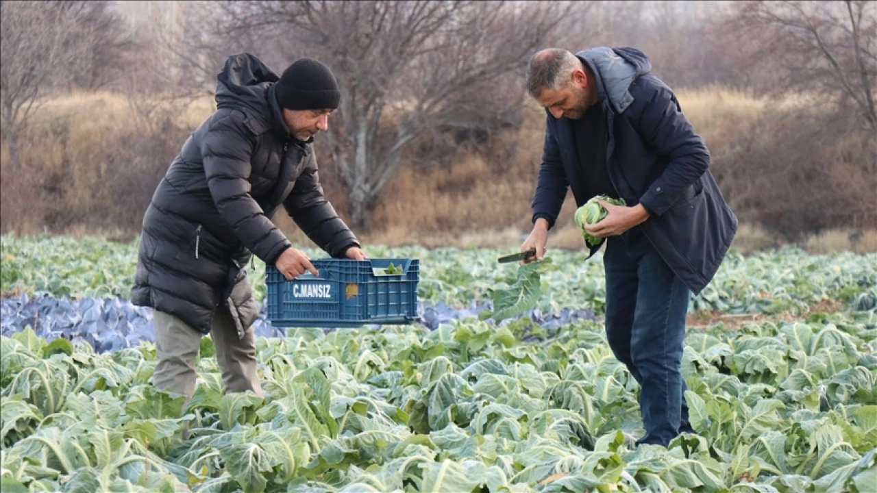 Erzincan'da mikroklima avantajıyla kış mevsiminde de a&ccedil;ık alanda sebze yetiştiriliyor