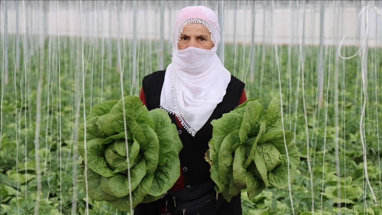 Erzincan’ın seralarında yetişen marulda hasat başladı