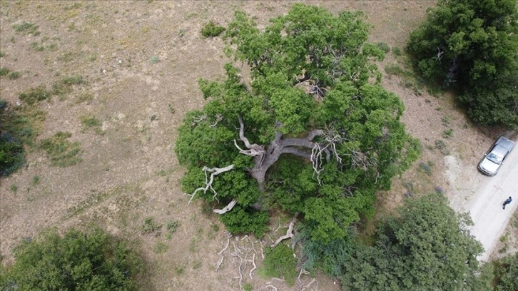 Erzincan'da 615 ve 545 yıllık meşeler 'anıt ağaç' olarak korumaya alınacak