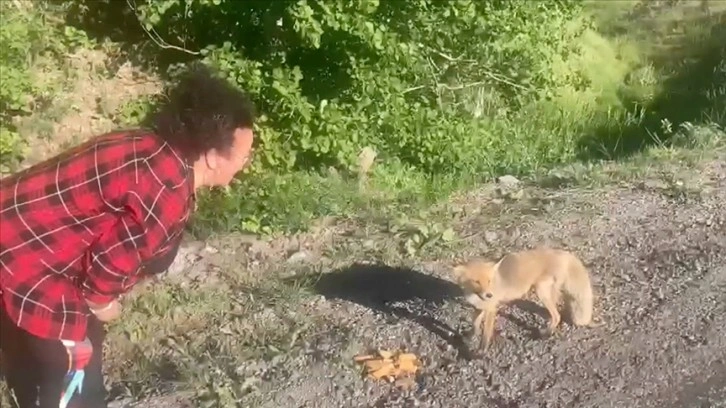 Erzincan'da bir kadının bisküviyle beslediği kızıl tilkiyle sohbeti gülümsetti