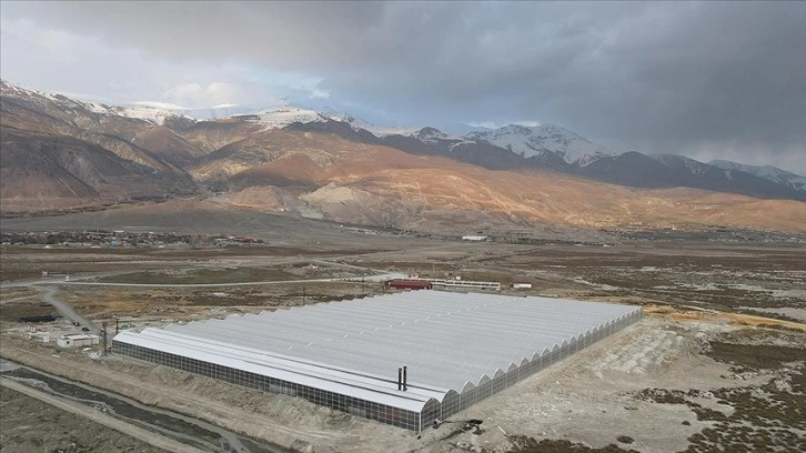 Erzincan’da devlet desteğiyle kurulan jeotermal serada sezonda 1000 ton domates üretilecek