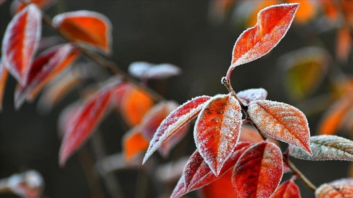 Erzurum, Ardahan, Kars, Tunceli ve Ağrı'da soğuk hava etkisini sürdürüyor