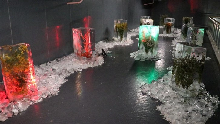 Erzurum'daki müzede "buz içindeki bitkilerle" küresel ısınma anlatılıyor