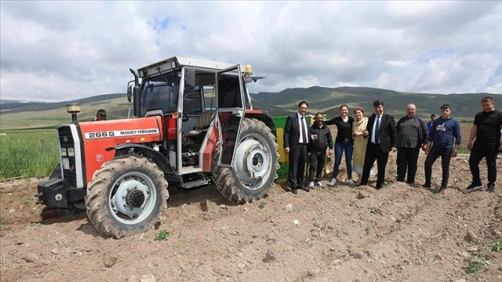 Erzurum'un Pasinler Ovası'nda mor patates üretilmeye başlandı