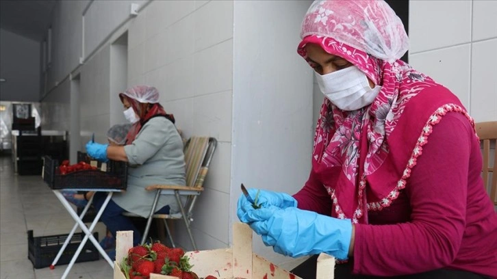 Eski cezaevi binası meyve işleme fabrikası olarak üretime başladı