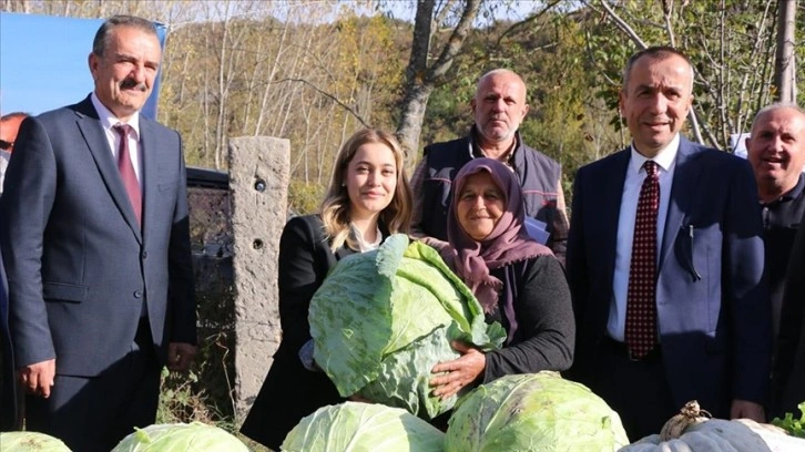 Eskipazar lahanasında hedef 1250 ton rekolte