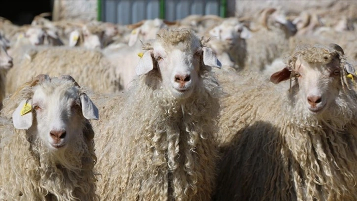 Eskişehir'de gen kaynağı korunan Ankara keçilerinden 2,5 ton tiftik elde edilecek