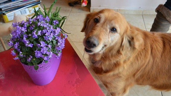 Evcil hayvan sahiplerine 'çiçek' uyarısı