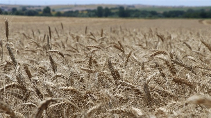 FAO, gerçekleştirdiği projelerle dünya genelinde gıda güvenliğini sağlamayı hedefliyor