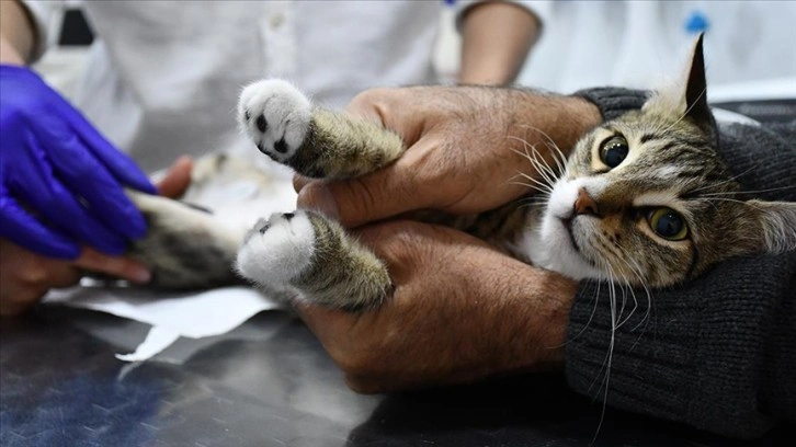 Felçli kedi yavrusu elektrik akımlı fizik tedaviyle yeniden yürümeye başladı