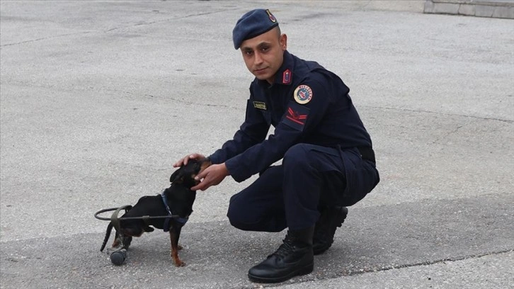 Felçli köpek