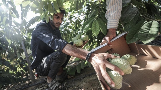 Filistinli genç, Gazze'de tarçın elması yetiştirerek toprağını canlandırıyor