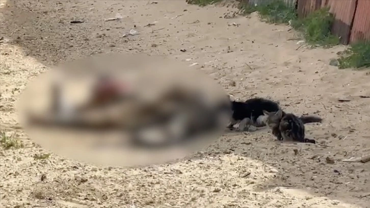 Filistinlilerin cansız bedenlerini sokak hayvanlarının yediği anlar sosyal medyada infial uyandırdı