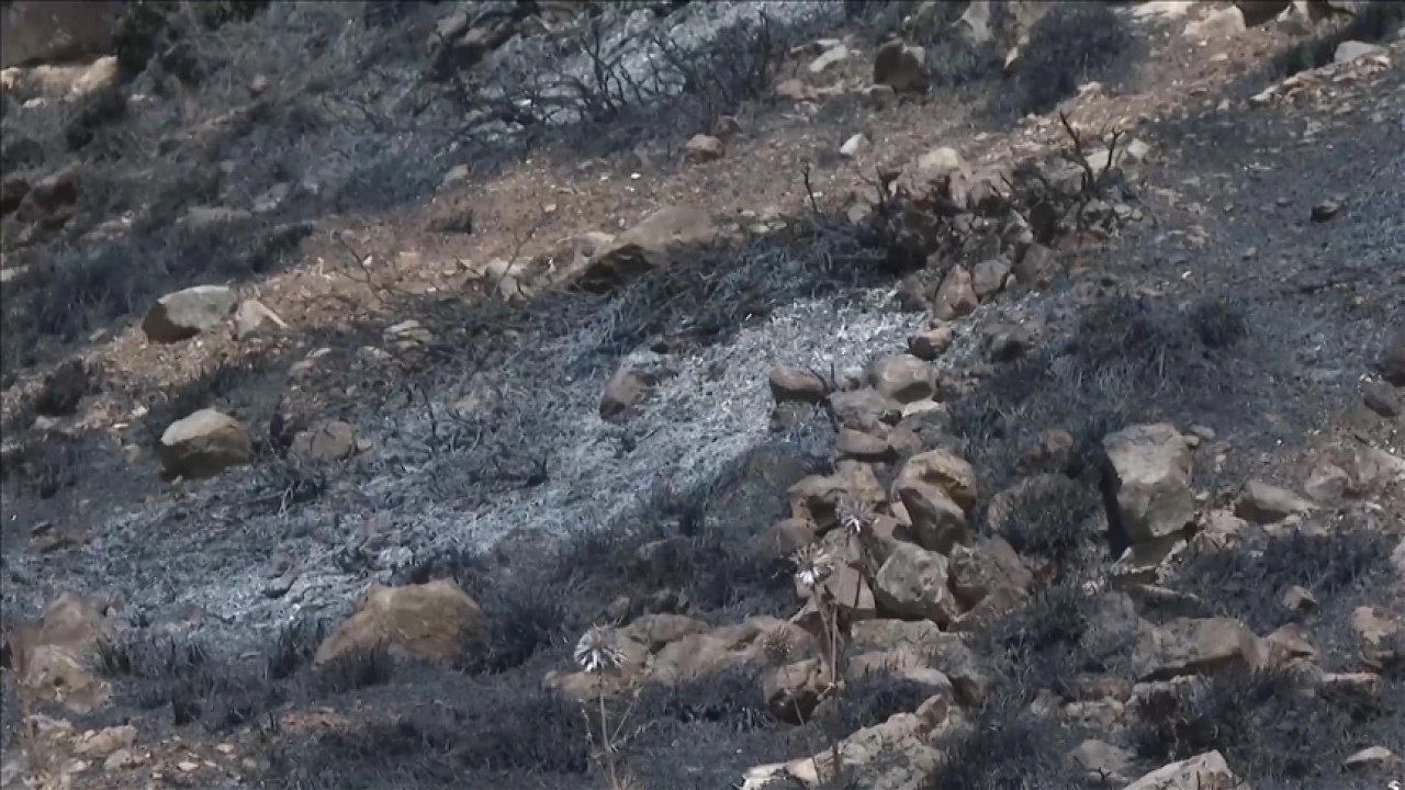 Filistinlilerin topraklarını gasbeden İsrailliler, Nablus'ta zeytin ağaçlarını ateşe verdi