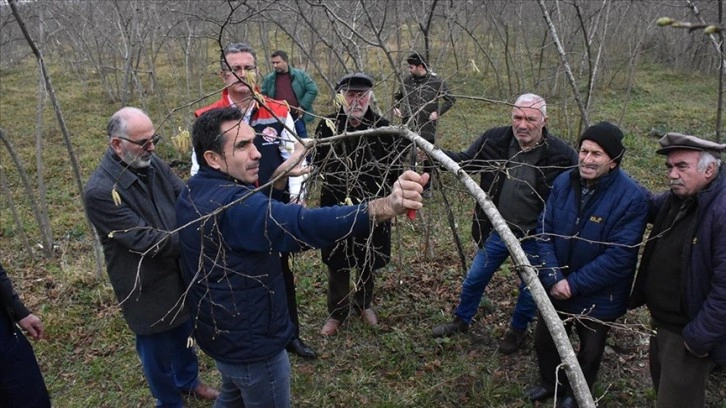 Fındık üreticileri aldıkları eğitimle bahçelerinde verim ve kaliteyi artırıyor