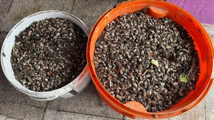 Fındık üreticisi, evini saran kahverengi kokarca böceğinden ilaçlı mücadeleyle kurtuldu