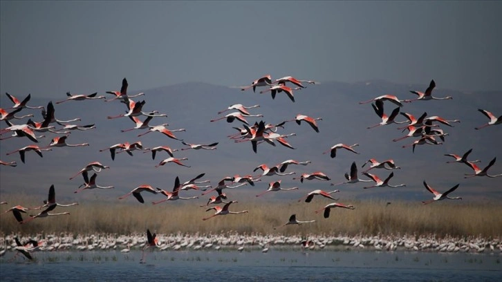 Flamingolar Eber Gölü'nü renklendirdi