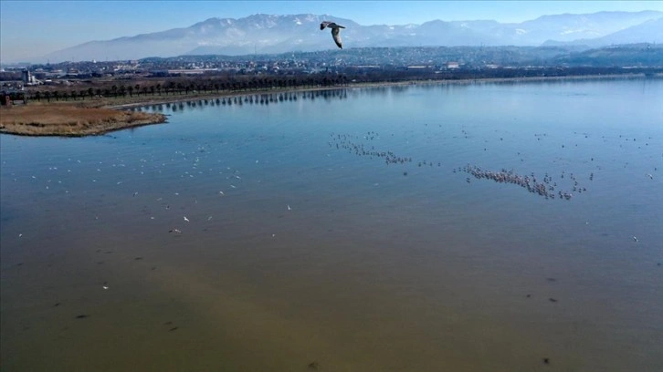 Allı turnalar İzmit Körfezi'ne renk katıyor