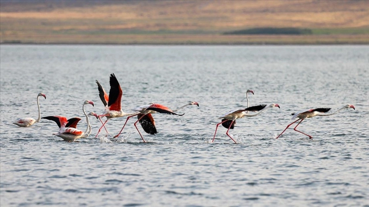 Flamingolar Van Gölü'ne renk katıyor