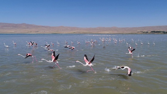 Flamingoların göçü görsel şölen oluşturuyor