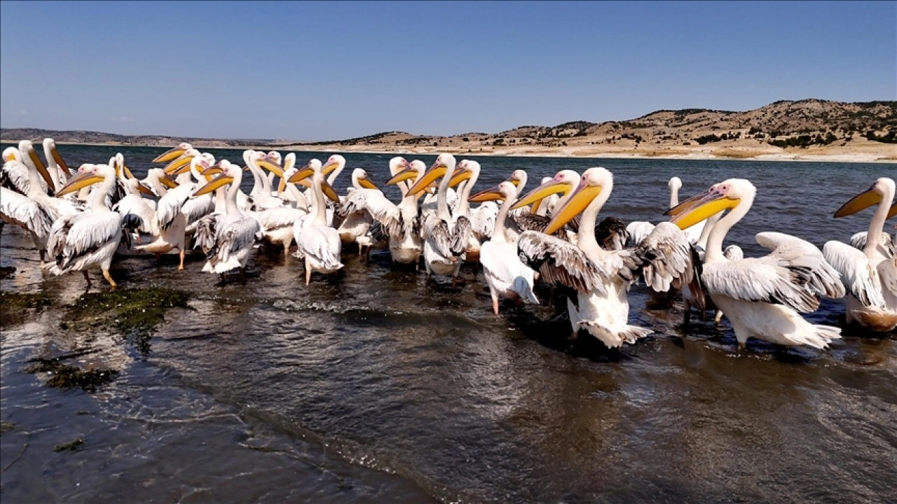 Frig Vadisi'ndeki Porsuk Baraj Gölü pelikanları ağırlıyor