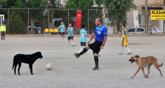 Futbol turnuvasını köpekler bastı