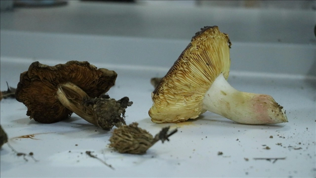 Ganos Dağı'na ait mantar çeşitlerinin envanteri çıkarılıyor