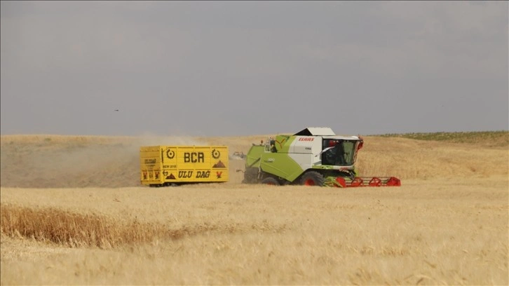 Garzan Ovası'nda buğday hasadı halaylarla başladı