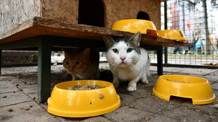 Gastronomi kentinin kedi ve köpeklerine