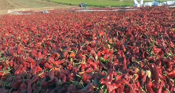 Gaziantep'te biber hasadı başladı, kent kırmızıya boyandı