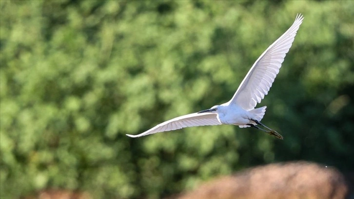 Gaziantep'teki sulak alanlar kuş fotoğrafçılarının uğrak yeri oldu