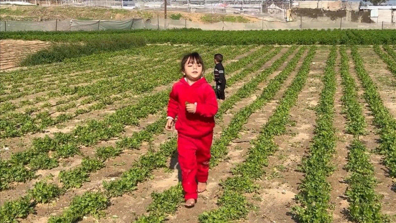 Gazze'de Sarı Hat yakınındaki Filistinli &ccedil;ift&ccedil;iler, saldırı tehlikesine rağmen tarım yapıyor