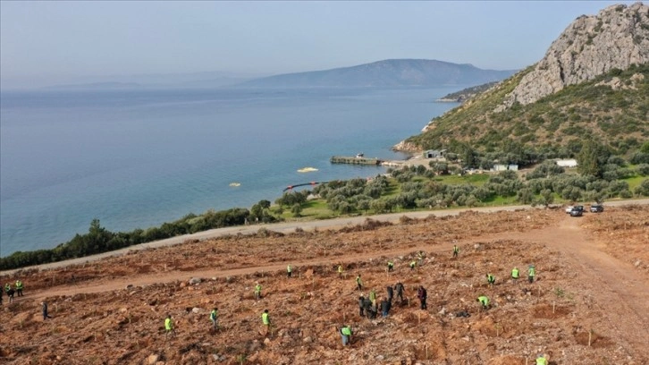 Geçen yıl yanan orman alanlarında yenileme çalışmaları yıl sonuna kadar tamamlanacak